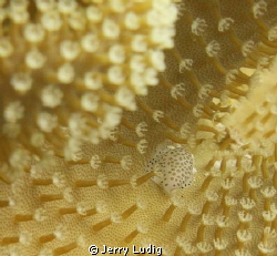 Hard to spot ... by Jerry Ludig 